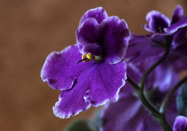 African violets pet friendly