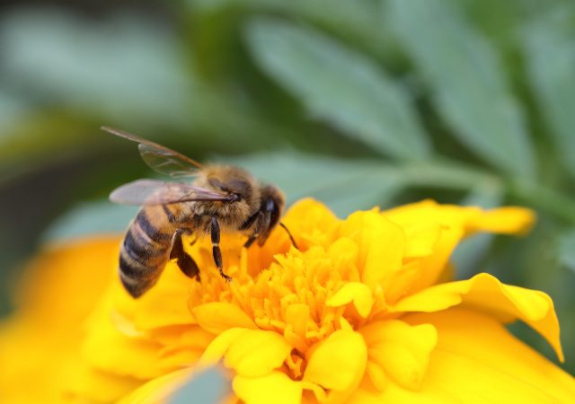 Pollinator Gardening & Perennial Gardening