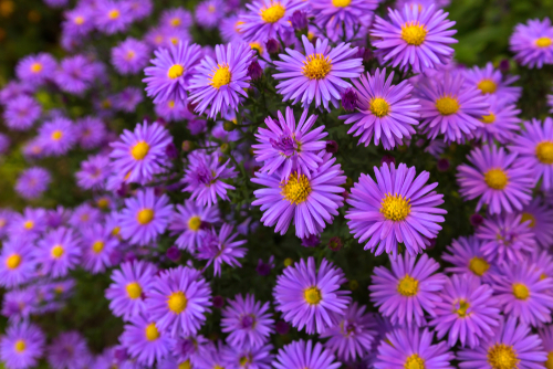 The Beauty & Pollinator Benefits of Asters