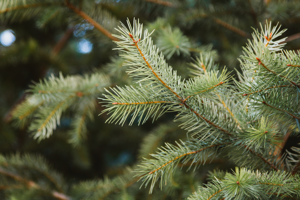 What Is the Difference Between Fraser, Balsam Fir, and Canaan Fir Christmas Trees?