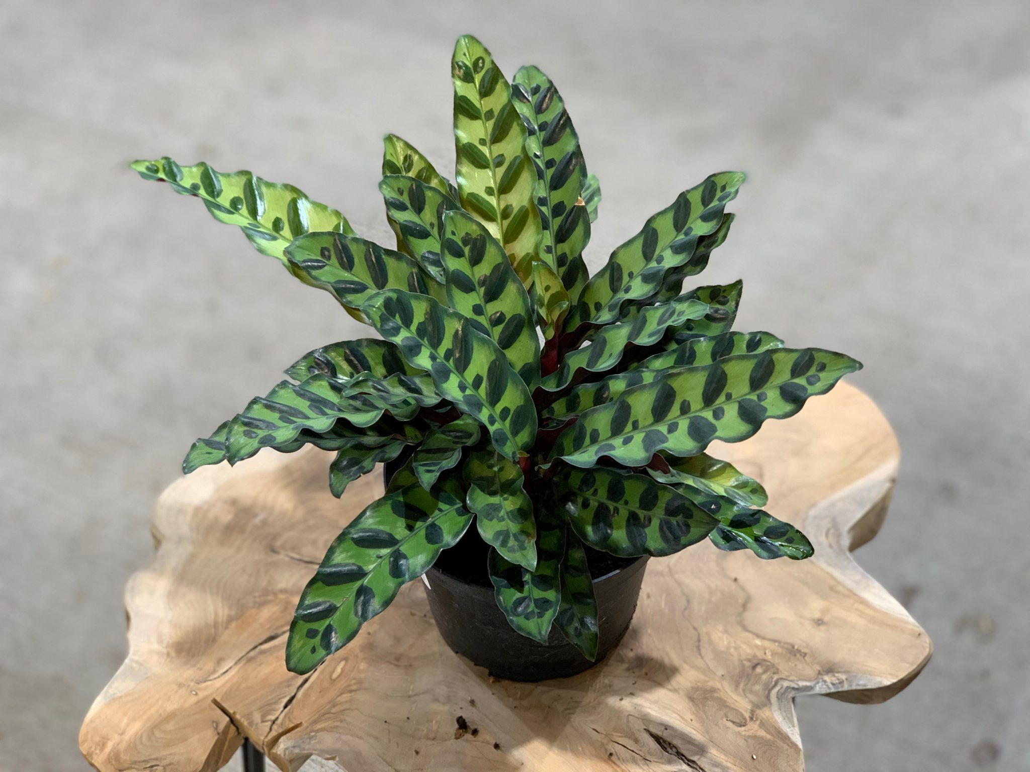 Calathea �Lancifolia�, 4&quot; Sunnyside Gardens