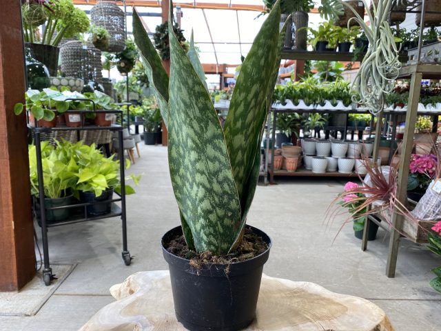 Sansevieria