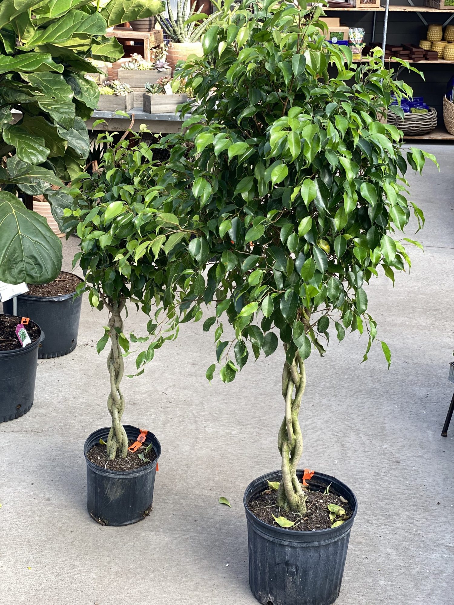 Ficus benjamina 12" Braid