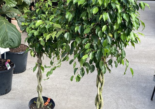 Ficus benjamina 12" Braid