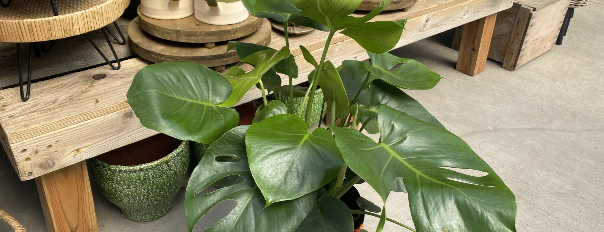 Monstera