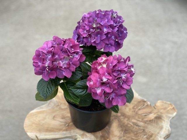 Purple Hydrangea 6″