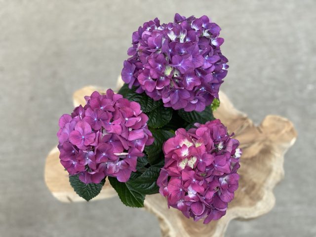 Purple Hydrangea 6â³