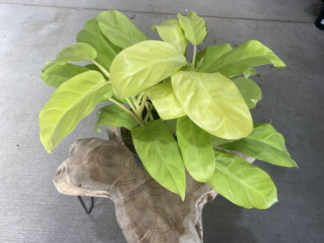 Philodendron golden