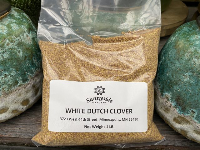 White dutch clover seed