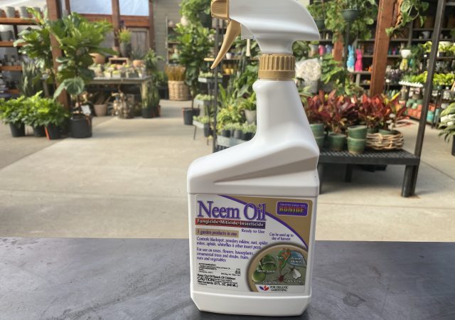 Neem Oil