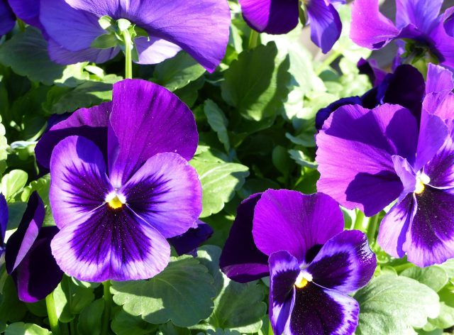 Pansy Neon Violet