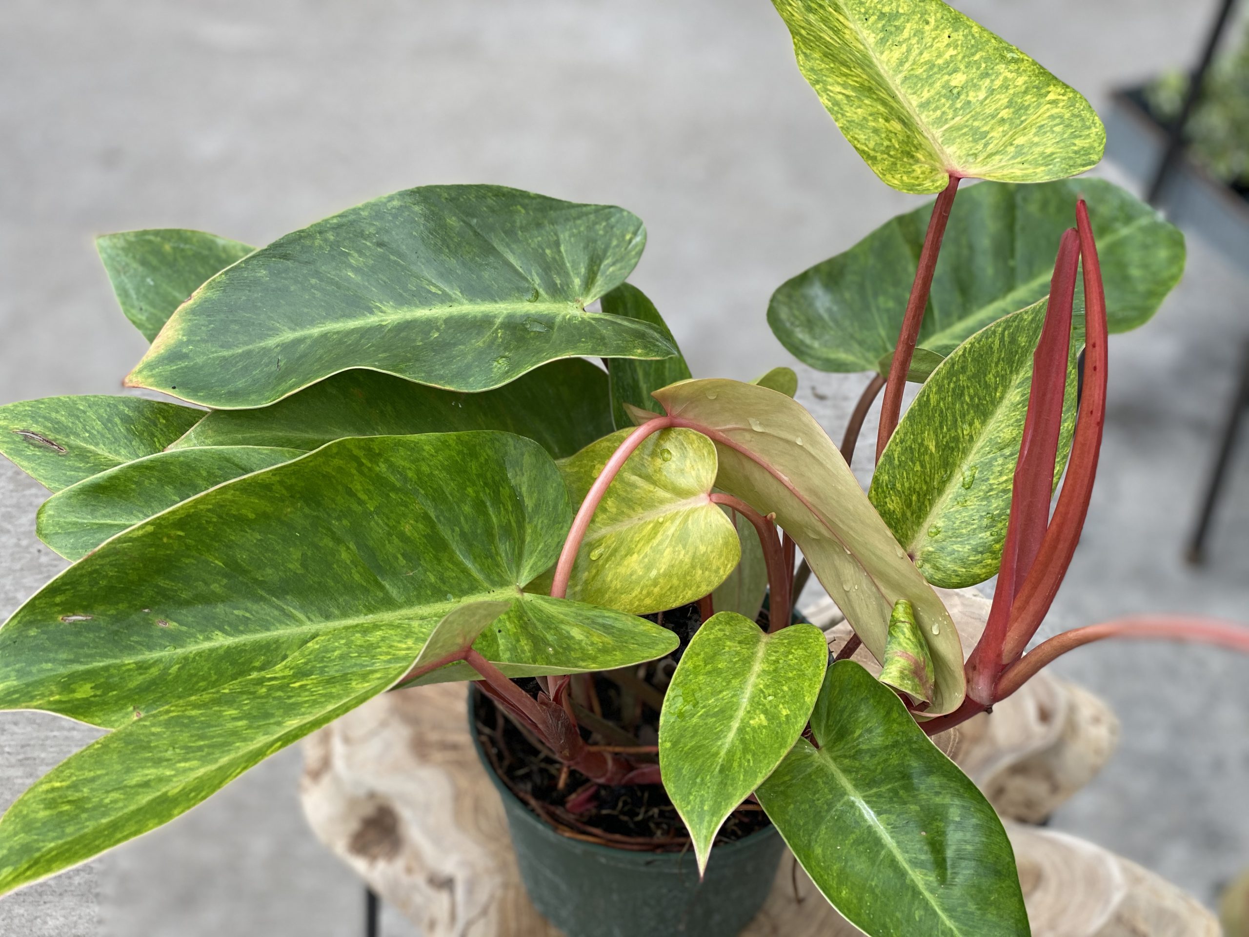 Philodendron Painted Lady 6&quot; -