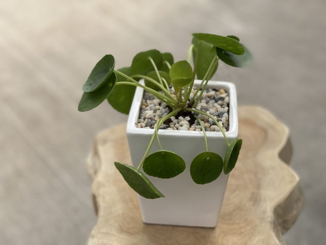 Potted Pilea 5"