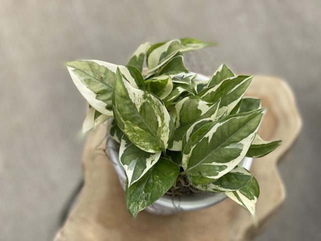 Potted Pothos Pearls and Jade 5"