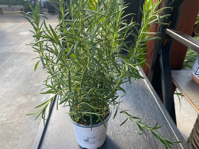4" Herb Rosemary