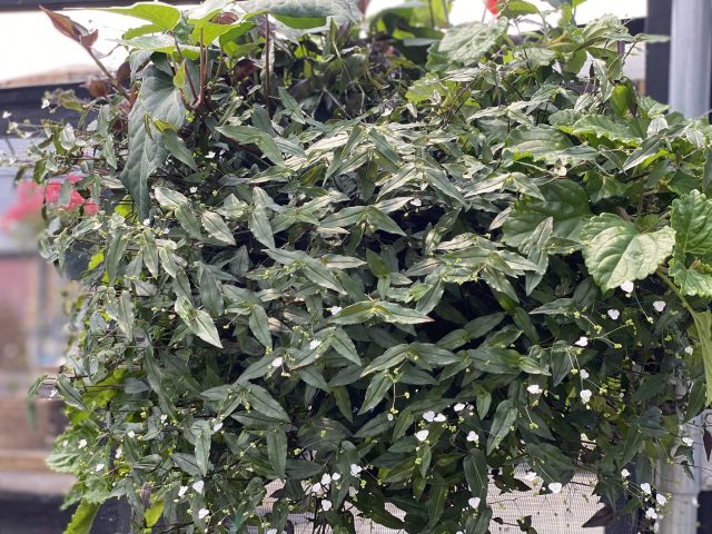Mixed Foliage HB