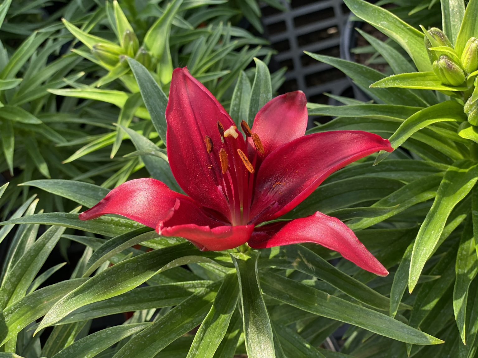 Lilium Tiny Ghost Asiatic Lily 1 Sunnyside Gardens