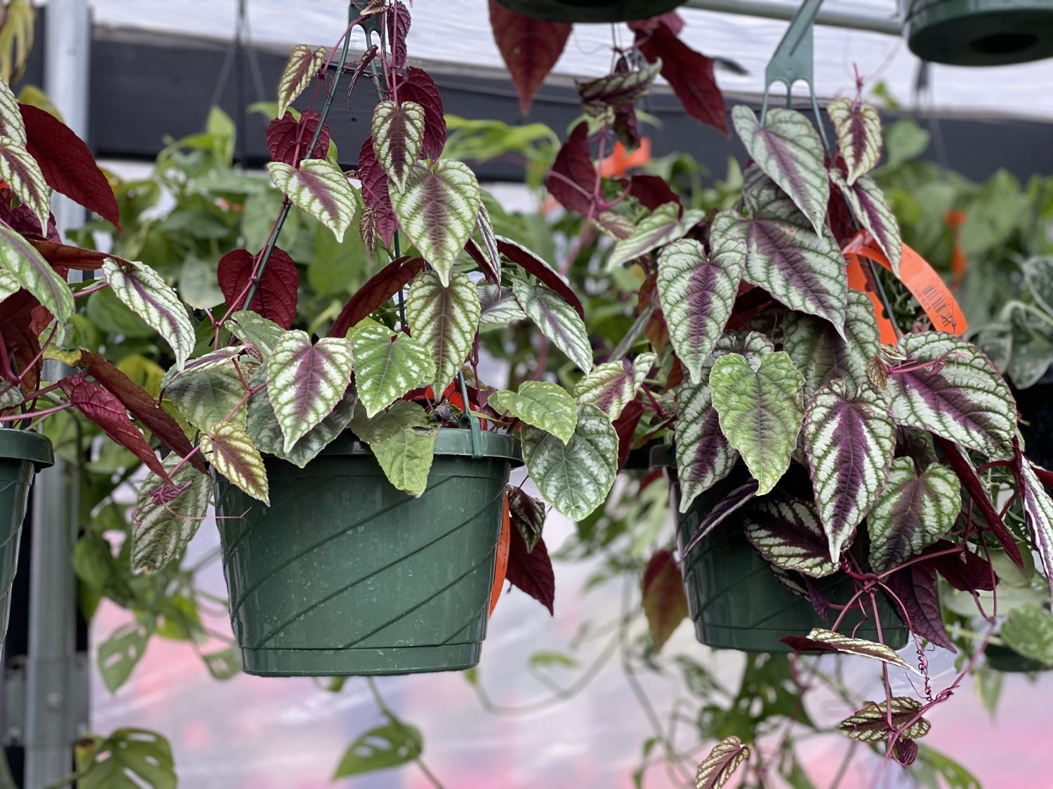 Cissus Discolor 8" HB | Sunnyside Gardens