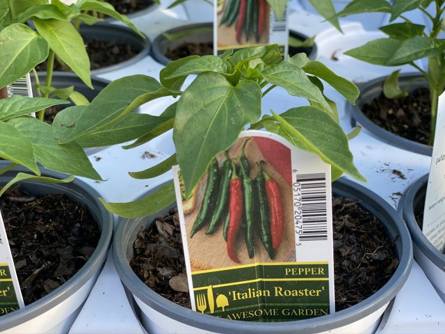 Pepper 'Italian Roaster' 4"