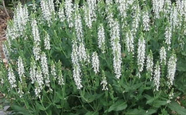 Salvia Lyrical White