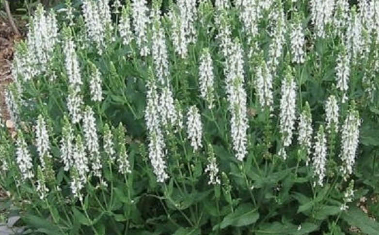 Salvia Lyrical White.
