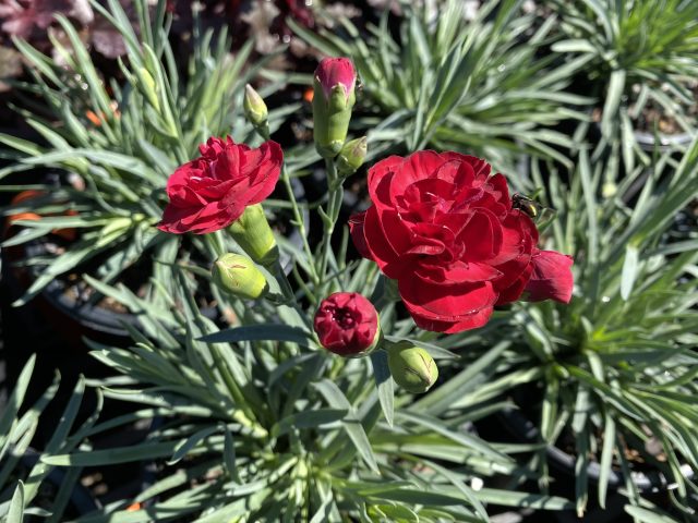 Dianthus Scent First Passion #1