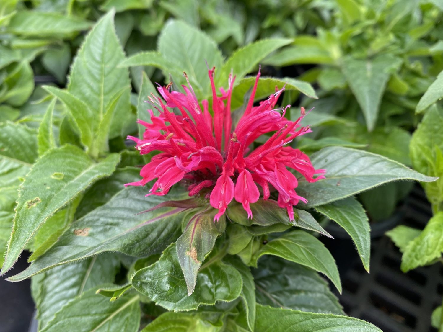 Monarda �Cherry Pops� Bee Balm, 1 Sunnyside Gardens