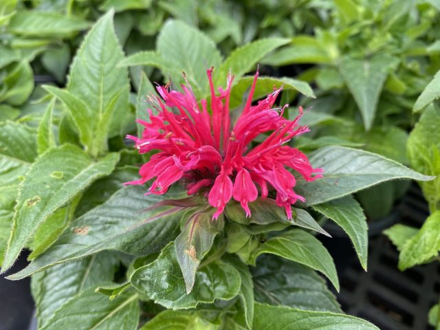Monarda Cherry Pops #1