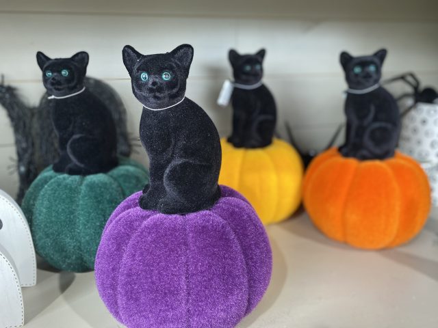 Halloween cat on pumpkin