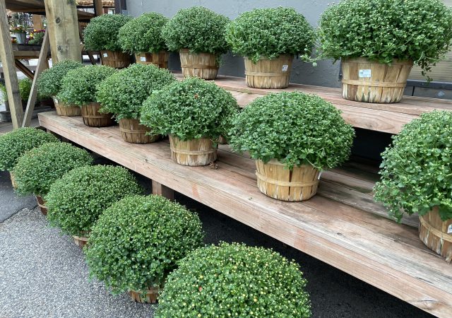 Tri Color Bushel Basket Mum