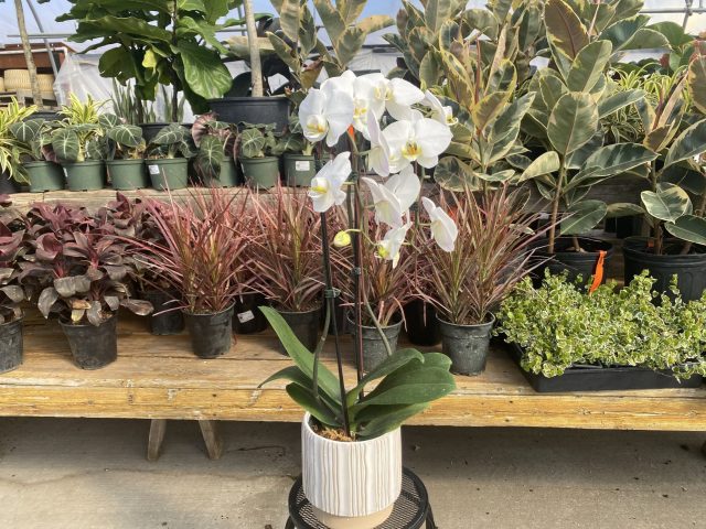 Orchid Potted