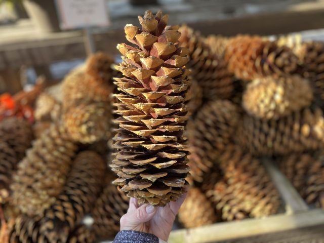 sugar pine cone