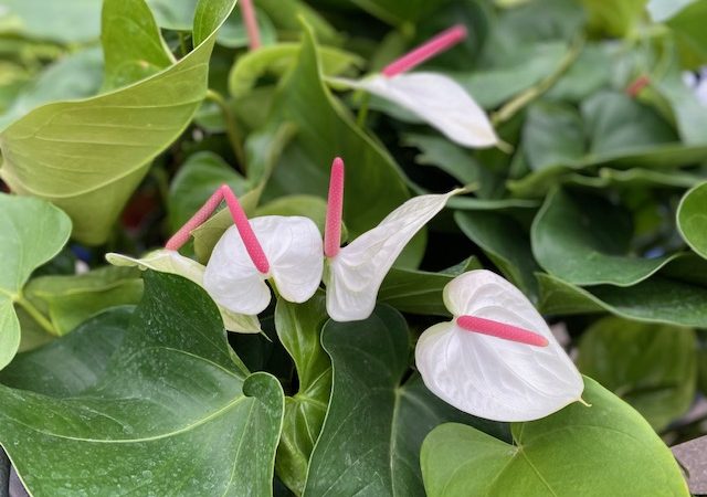 Anthurium White