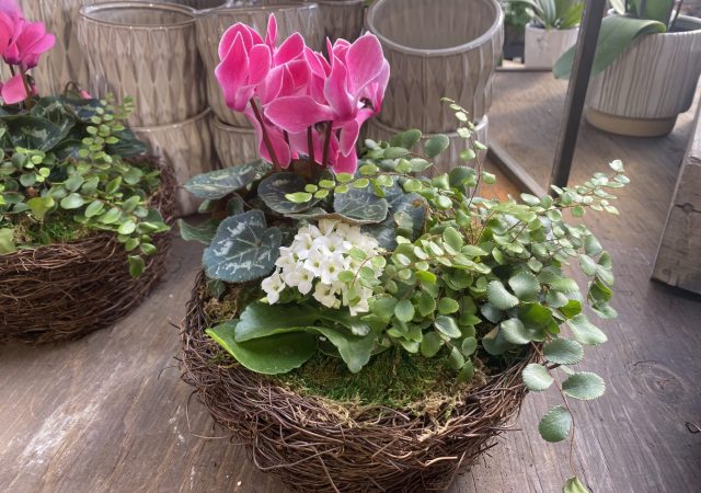 Nest blooming basket