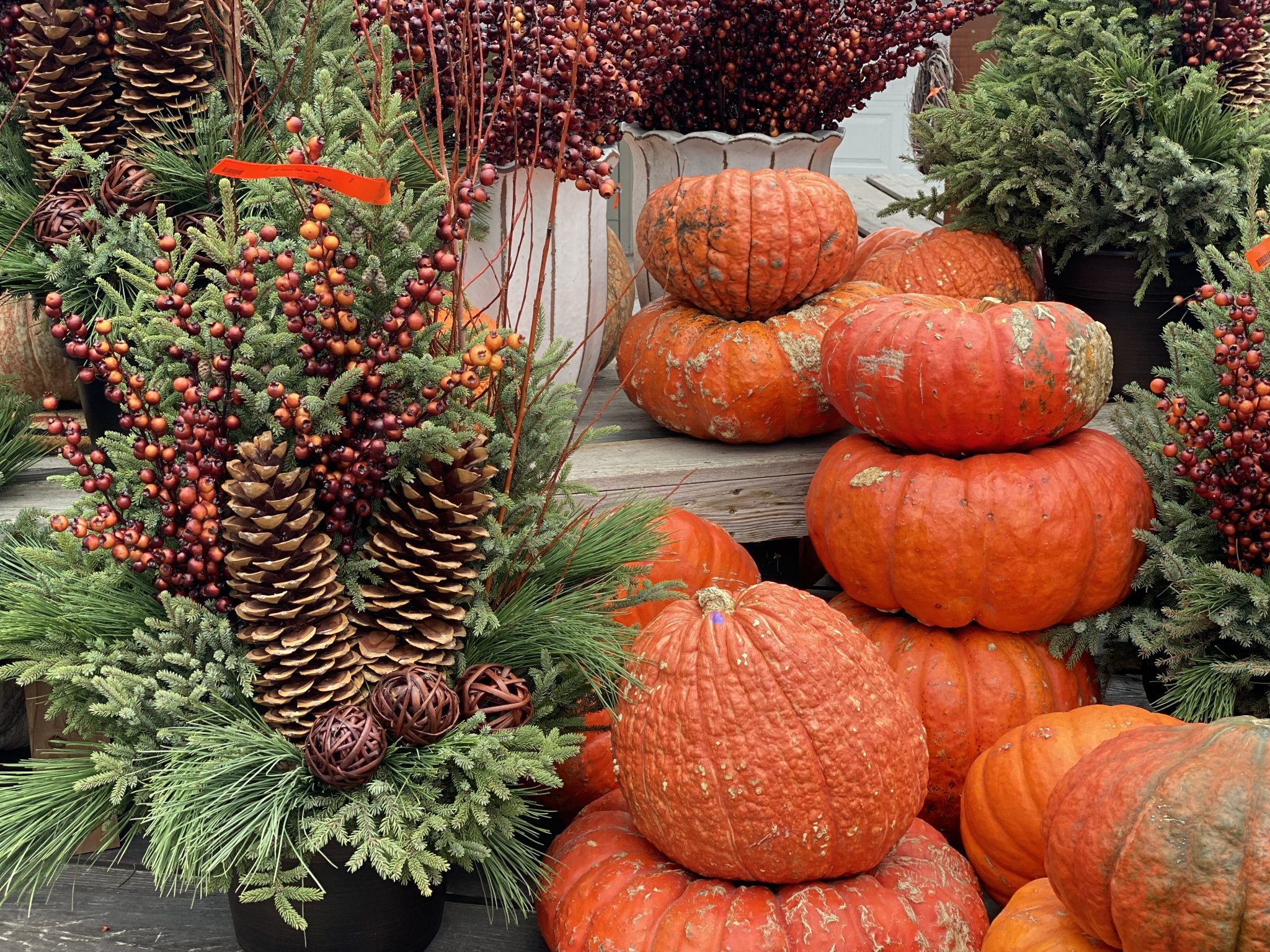 Fall Pumpkins