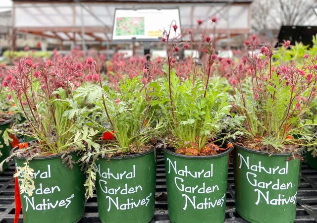 Native Plants at Sunnyside Gardens