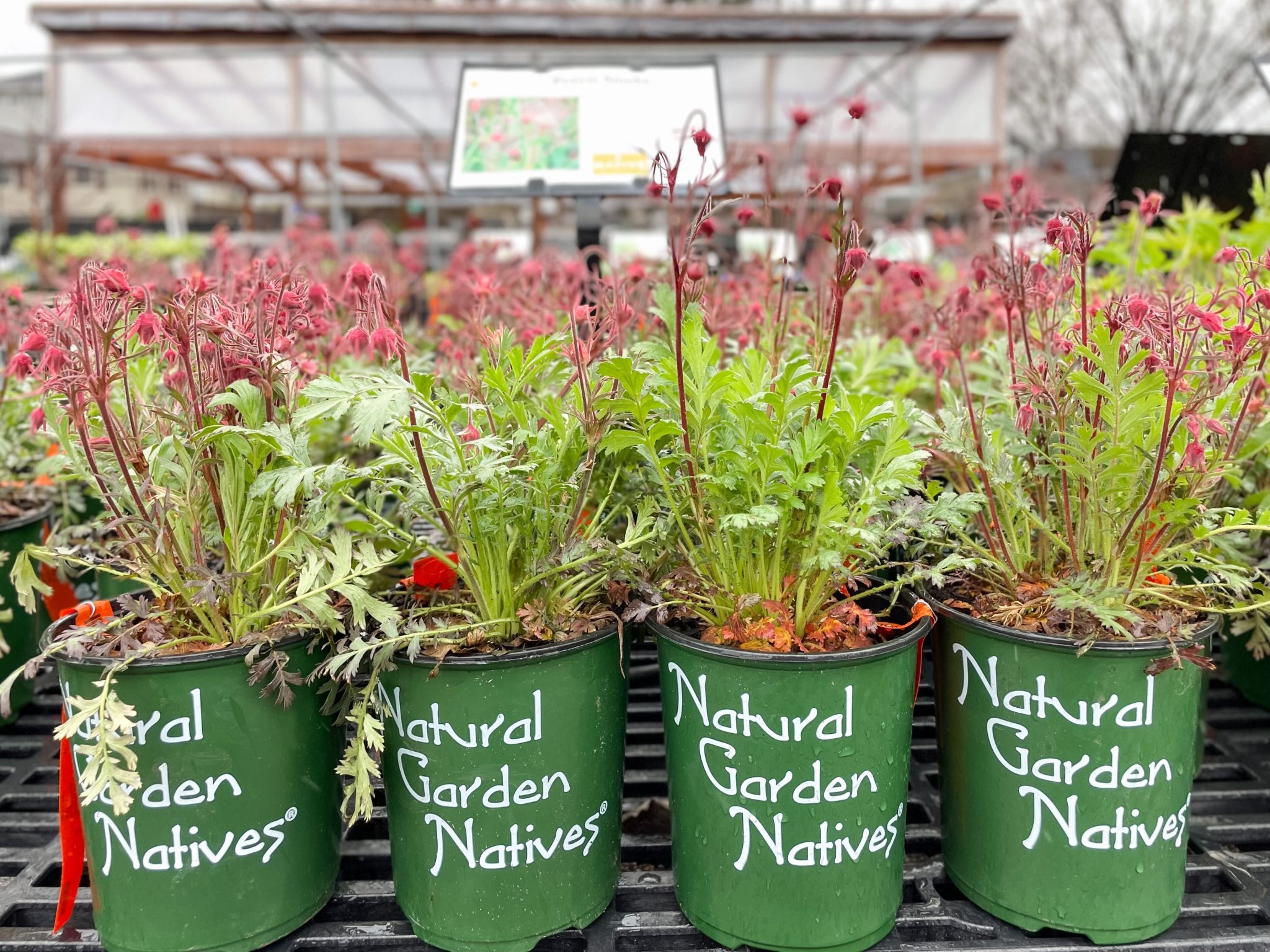 Native Plant Weekend (May 6-7): Climate Change Solutions in Your Own Back Yard