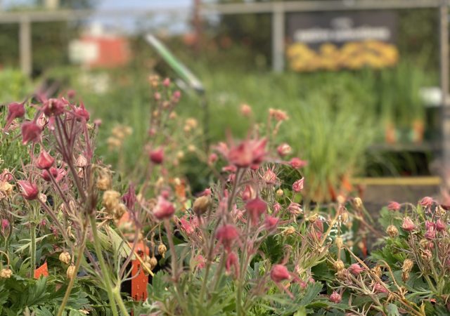 Geum Triflorum