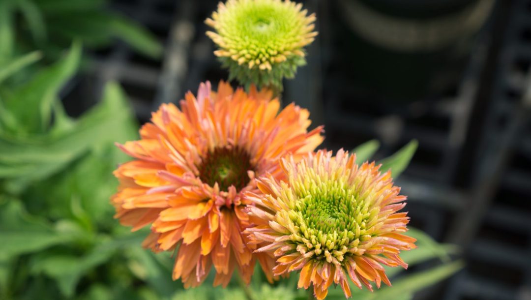 pink & orange echinacea varieties