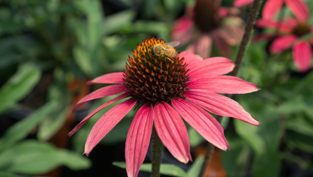 Pollinator friendly coneflowers