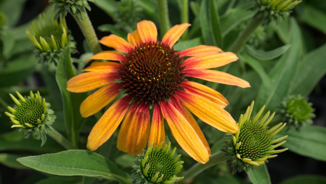 Tequila sunrise echinacea 