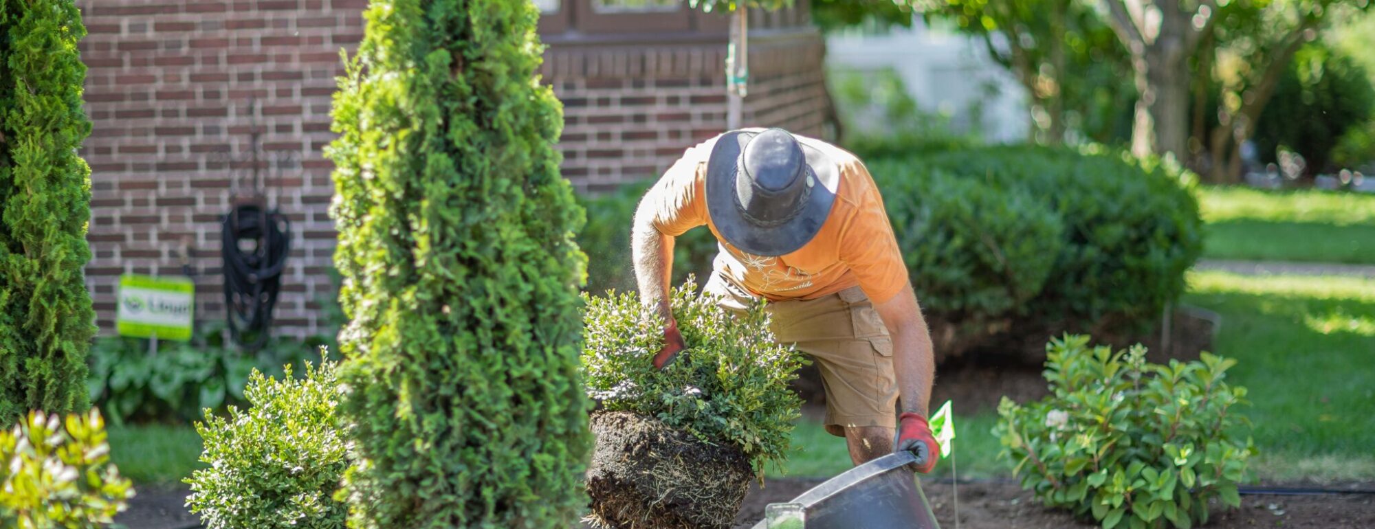 Landscape plant care and proper planting technique.