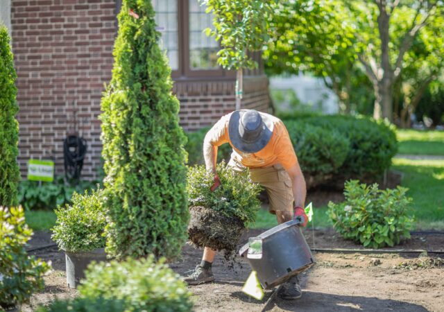 Landscape plant care and proper planting technique.