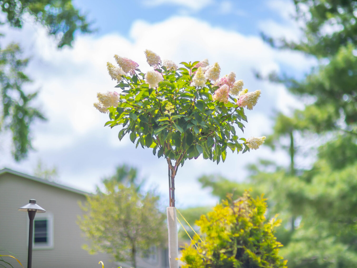 Hydrangea Tree, landscape