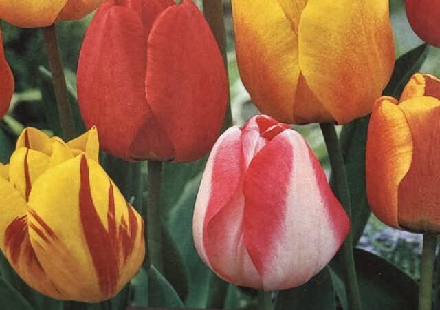 Tulips Tequila Sunrise