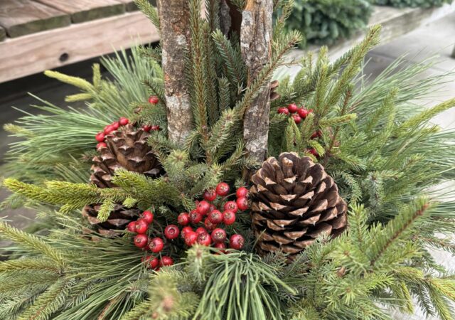 Tula Tree Top Pot