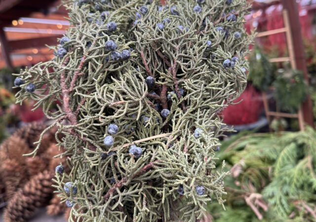 Juniper Bough Bundle