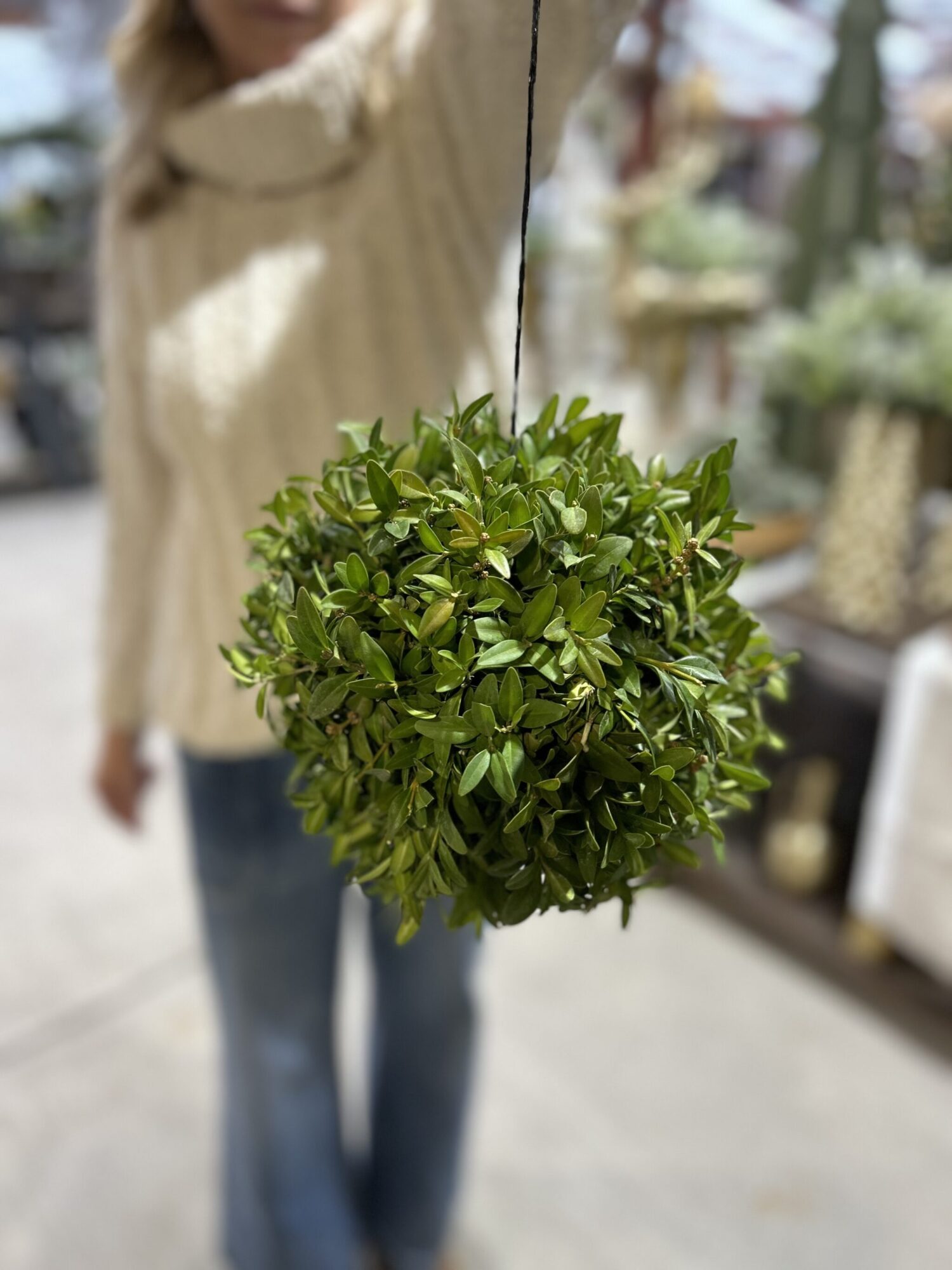 kissing ball Boxwood