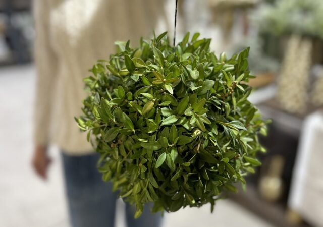 kissing ball Boxwood