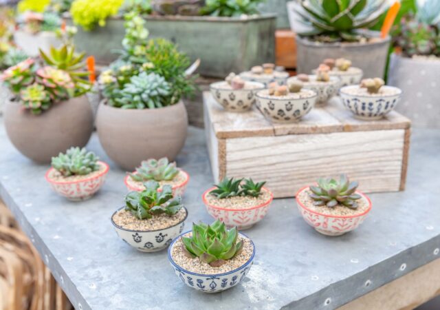 Succulent Garden